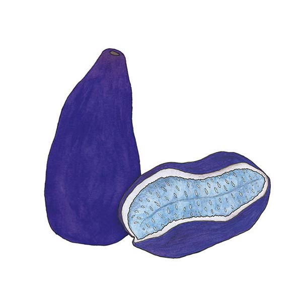 Ink and watercolor cartoon illustration of an akebi fruit.