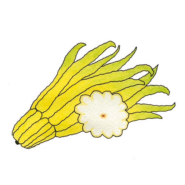Ink and watercolor cartoon illustration of a buddha's hand fruit.