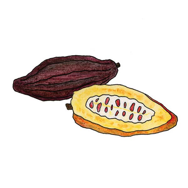 Ink and watercolor cartoon illustration of a cacao fruit.