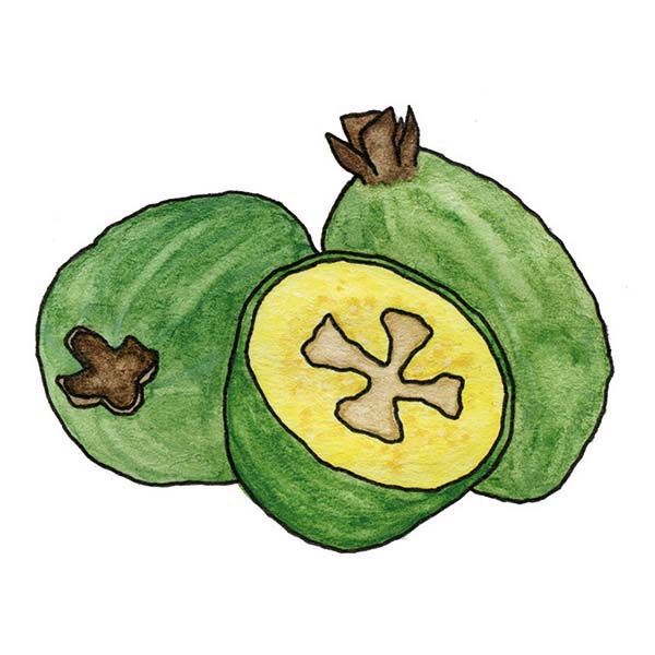 Ink and watercolor cartoon illustration of a feijoa fruit.