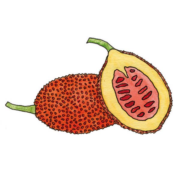 Ink and watercolor cartoon illustration of a gac fruit.