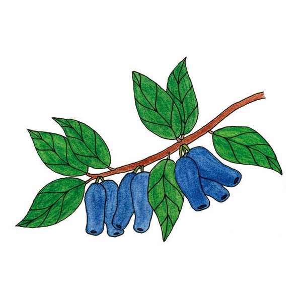 Ink and watercolor cartoon illustration of a haskap berry fruit.