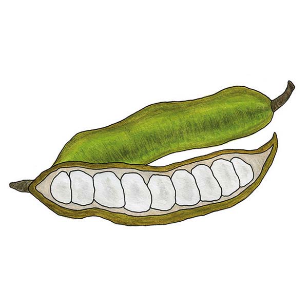 Ink and watercolor cartoon illustration of an ice-cream bean fruit.