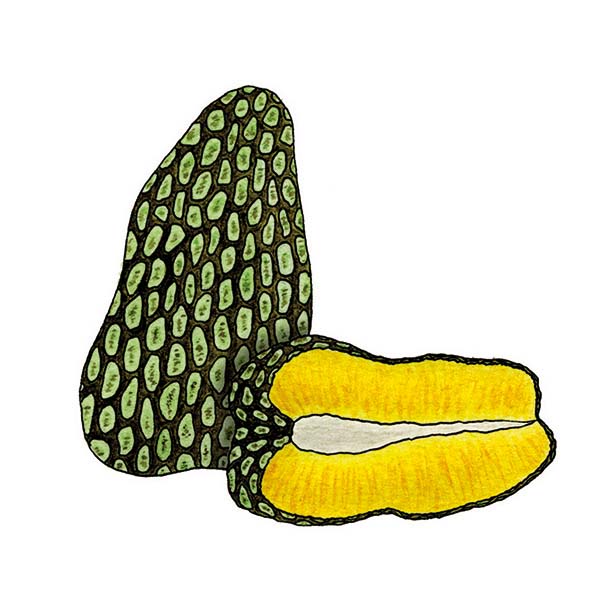 Ink and watercolor cartoon illustration of a junglesop fruit.