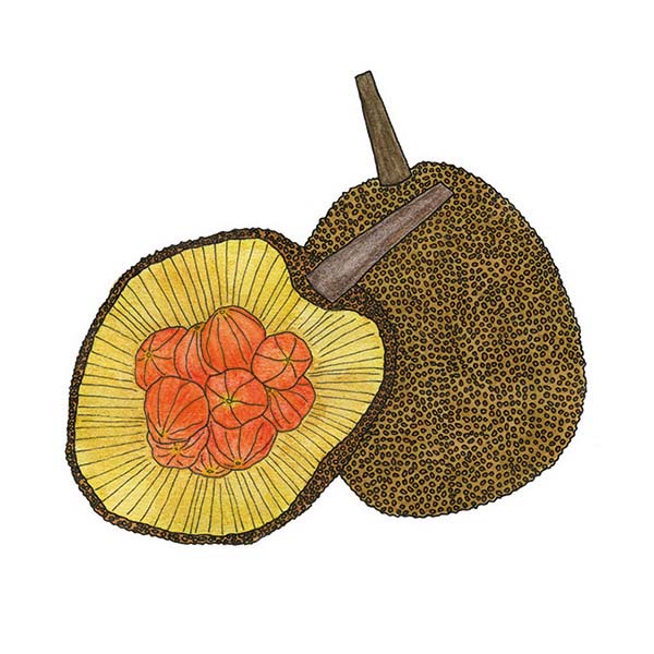 Ink and watercolor cartoon illustration of a keledang fruit.