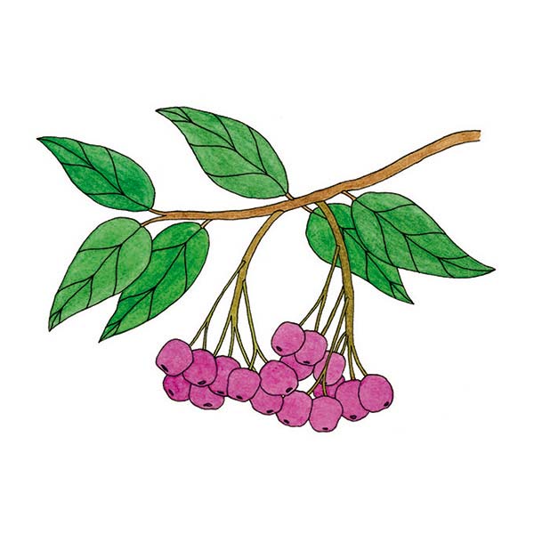 Ink and watercolor cartoon illustration of a lilly pilly fruit.