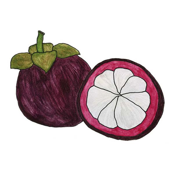 Ink and watercolor cartoon illustration of a mangosteen fruit.