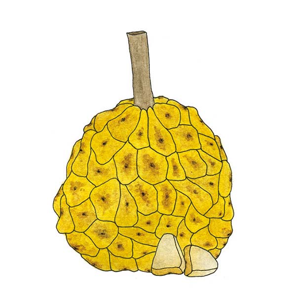 Ink and watercolor cartoon illustration of an ongo fruit.