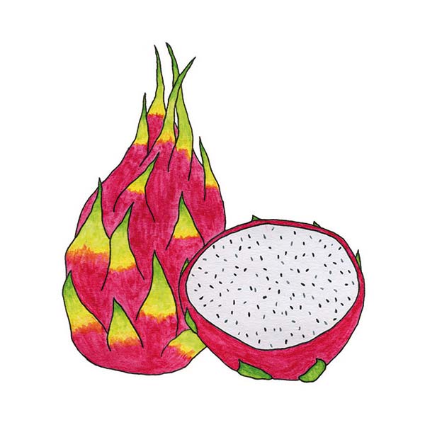 Ink and watercolor cartoon illustration of a pitaya fruit.