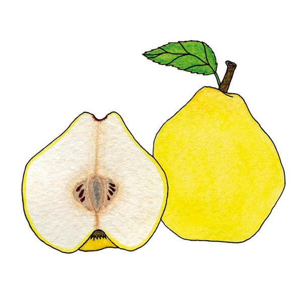 Ink and watercolor cartoon illustration of a quince fruit.