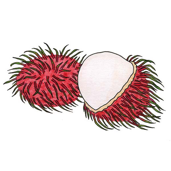 Ink and watercolor cartoon illustration of a rambutan fruit.