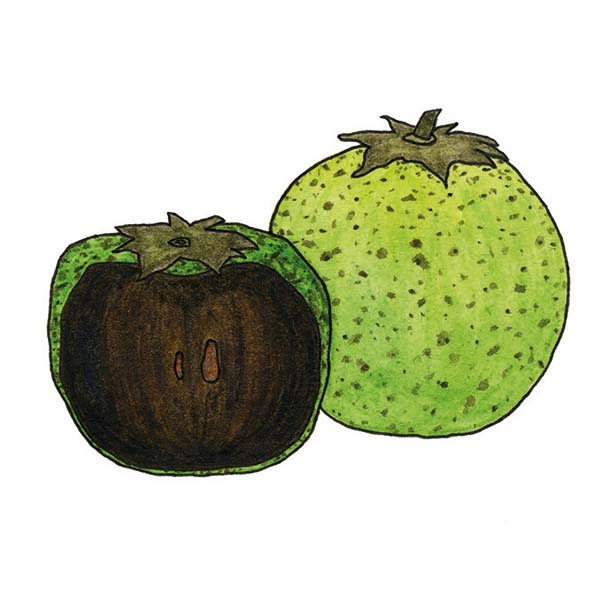 Ink and watercolor cartoon illustration of a sapote fruit.