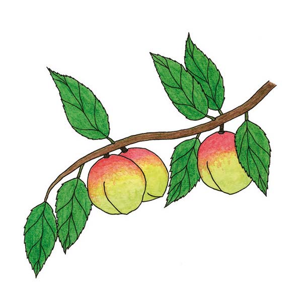 Ink and watercolor cartoon illustration of an ume fruit.