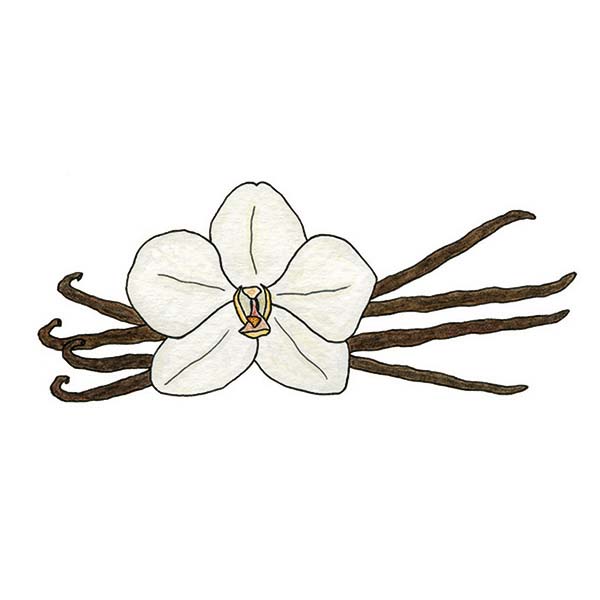 Ink and watercolor cartoon illustration of a vanilla bean fruit.