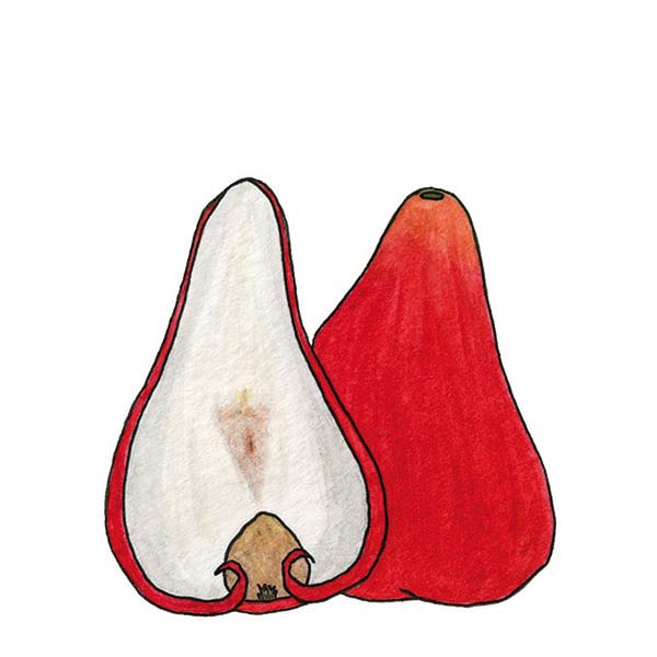 Ink and watercolor cartoon illustration of a wax jambu fruit.
