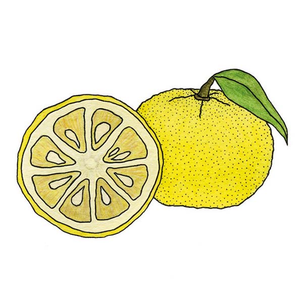 Ink and watercolor cartoon illustration of a yuzu fruit.