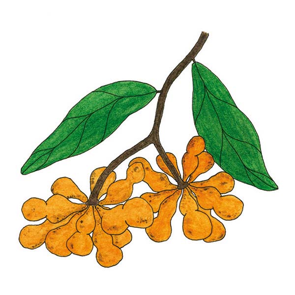 Ink and watercolor cartoon illustration of a zigzag vine fruit.